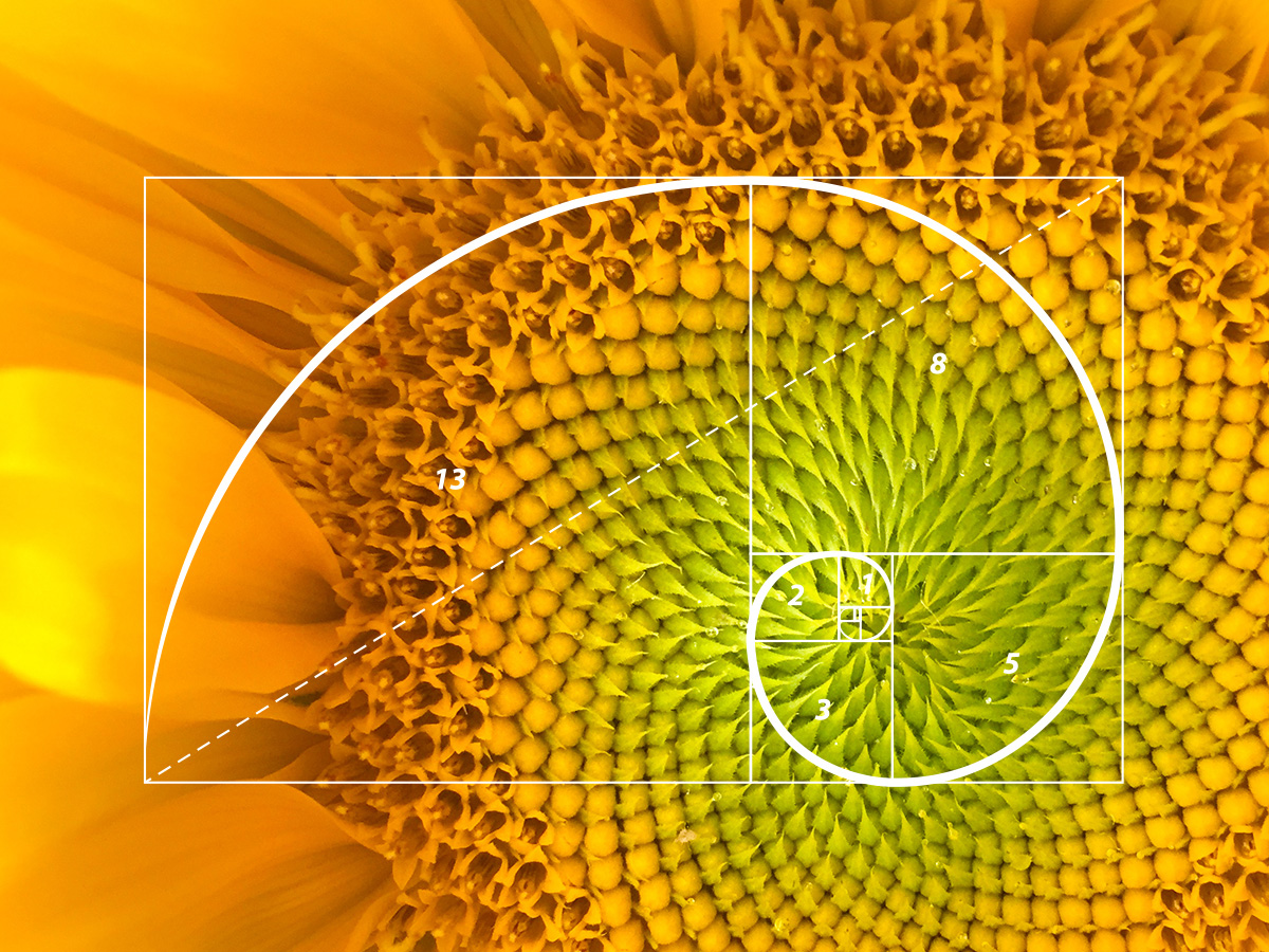 The nature of design: the Fibonacci sequence and the Golden Ratio